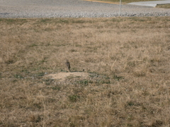 Athene cunicularia