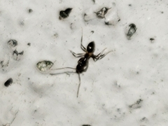 Nylanderia steinheili