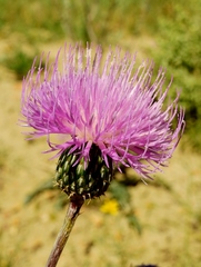 Cirsium tracyi