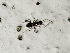 Nylanderia steinheili