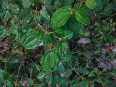 Miconia hispidula