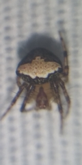 Araneus miniatus