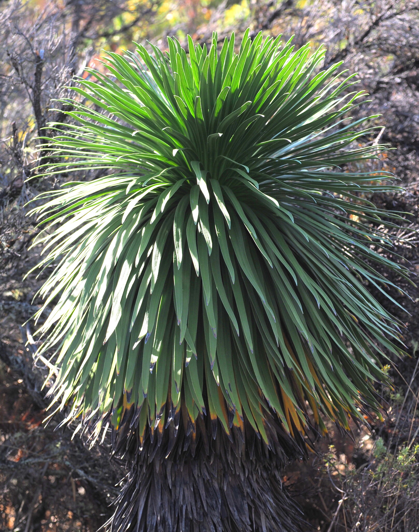 Greensword (Argyroxiphium grayanum)