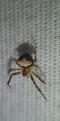 Araneus miniatus