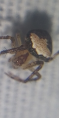Araneus miniatus