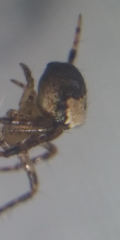 Araneus miniatus