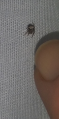 Araneus miniatus