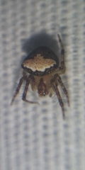 Araneus miniatus