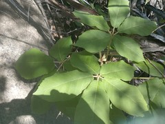 Zeyheria tuberculosa