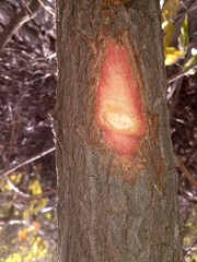 Zeyheria tuberculosa