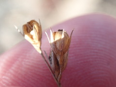 Juncus dichotomus