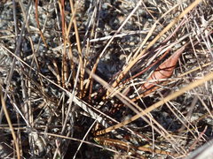 Juncus dichotomus