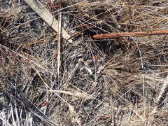 Juncus dichotomus