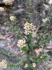 Cassinia denticulata