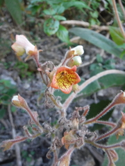 Rhytidophyllum auriculatum