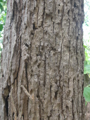 Zeyheria tuberculosa