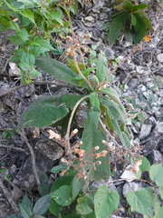 Rhytidophyllum auriculatum
