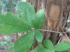 Zeyheria tuberculosa