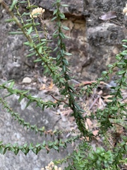 Cassinia denticulata