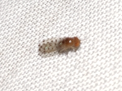 Drosophila guttifera