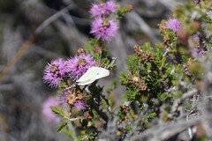 Melaleuca jonesii, photograph (c) Rod Lowther, some rights reserved (CC BY)