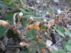 Rhytidophyllum auriculatum