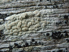Lecanora symmicta