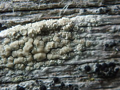 Lecanora symmicta