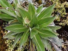 Celmisia holosericea