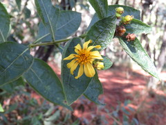 Verbesina sphaerocephala