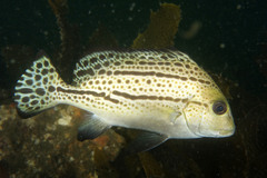 Painted Sweetlips photo 5
