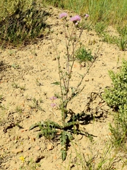 Cirsium tracyi