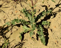 Cirsium tracyi