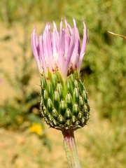 Cirsium tracyi