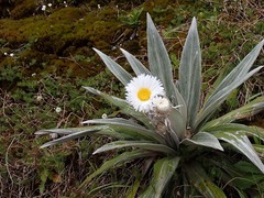 Celmisia semicordata stricta