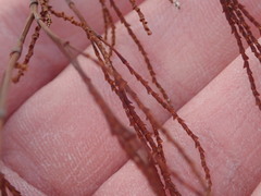 Polygonella articulata