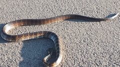 Palusophis bifossatus