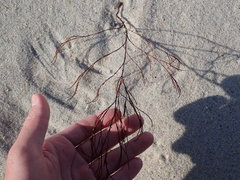 Polygonella articulata