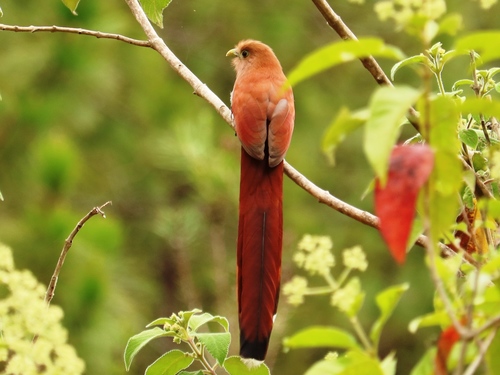 Common Squirrel-Cuckoo