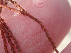 Polygonella articulata