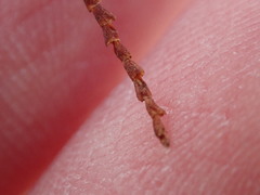 Polygonella articulata