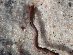 Polygonella articulata