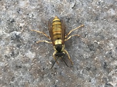 Vespa bicolor