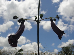 Jacaranda jasminoides