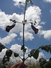 Jacaranda jasminoides