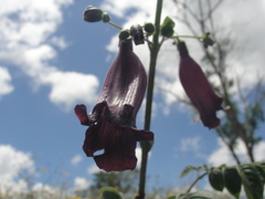 Jacaranda jasminoides
