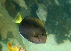 Acanthurus dussumieri