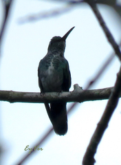 Trochilidae