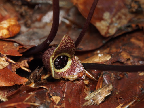 Asarum ikegamii iNat (2)