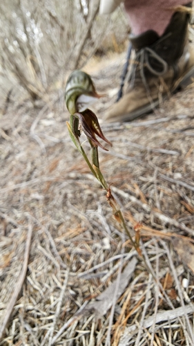 tiny rustyhood (Pterostylis pusilla)